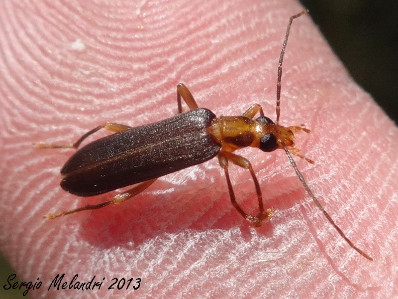 ID - Nacerdes carniolica (Oedemeridae)